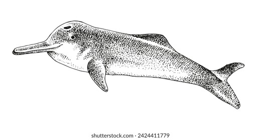 Yangtze river dolphin extinct animal sketch