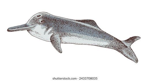 Yangtze river dolphin extinct animal sketch