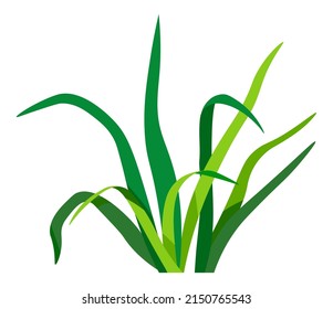 Yard or garden decoration, isolated weed or grass, foliage and lush leafage. Foliage for outdoors adornment of park, greenery and foliage plant. Growing at farm. Vector in flat style illustration