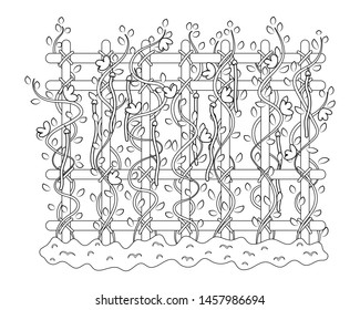 Yardlong bean plant vector illustration. Asparagus bean tree. Yardlong bean plant on fence.   
