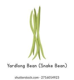 Yardlong Bean ou Snake Bean Vetor Ilustração Vetor Clipart, Vegetal em Estilo Plano. Também chamado de feijão longo chinês, feijão de ervilha, feijão-caupi, bodi, borboti ou bora. Conceito de leguminosas. Design de vetor vegetal comum
