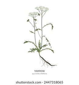 Yarrow (Achillea millefolium) - flowers, stems, leaves and root isolated on white background. Realistic vector drawing with the name of the plant.