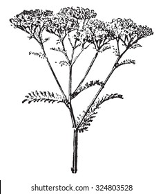 Yarrow or Achillea millefolium, vintage engraved illustration. Dictionary of words and things - Larive and Fleury - 1895.

