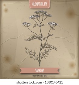 Yarrow aka Achillea millefolium color sketch on vintage background. Great for traditional medicine, perfume design, cooking or gardening.