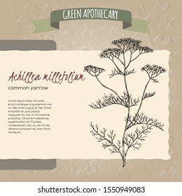 Yarrow aka Achillea millefolium sketch on vintage paper background. Green apothecary series. Great for traditional medicine, perfume design, cooking or gardening.