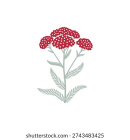 Yarrow Desert Eve Deep Red Flowers with Silver Green Leaves Vector Art Illustration