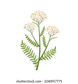 Yarrow flower vector illustration, scientific name Achillea millefolium, isolated on white background.