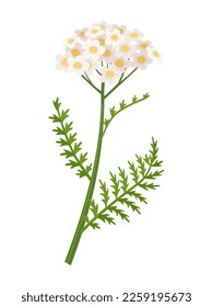 Yarrow flower vector illustration, scientific name Achillea millefolium, isolated on white background.