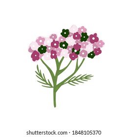 Yarrow isolated on white background. Abstract botanical sketch purple color hand drawn in style doodle vector illustration.
