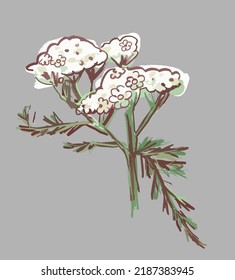 Yarrow on a white background. Illustration of field grass. A white flower. Sketch.