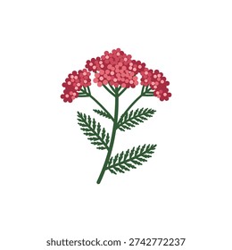 Yarrow Pomegranate Deep Pink Red Umbels Flat Vector Icon Dark Green Dissected Leaves