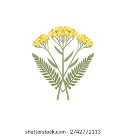 Yarrow Pressed Flower Style with Flattened Symmetrical Arrangement, Flat 2D Vector Illustration
