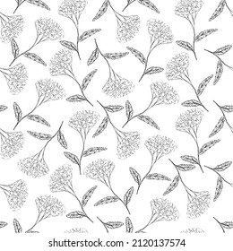 Yarrow seamless pattern monochrome nature medical plant background for web, for print, for fabric print, for packaging design