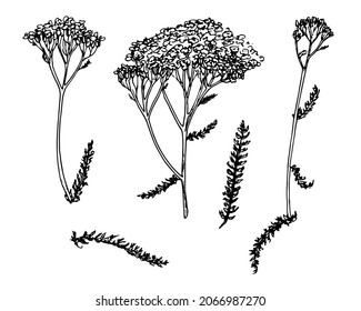 YARROW set in sketch style. hand-drawn set of medicinal yarrow plant, isolated black outline on white flower and leaf for a natural design template