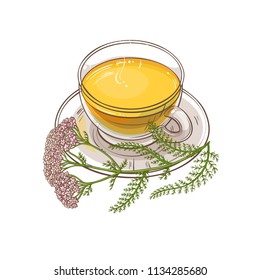 yarrow tea illustration