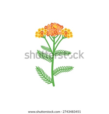 Yarrow Terra Cotta Blend of Peach, Orange, Yellow Flowers with Bright Green Leaves