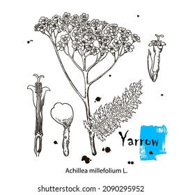 Yarrow. Vector hand drawn plant. Botanical plant illustration. Vintage medicinal plant sketch.