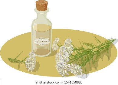 Yarrow. Vector illustration Essential oil. Cosmetic vials for oil, liquid essential. Aromatherapy card, poster, flyer design, label, sticker