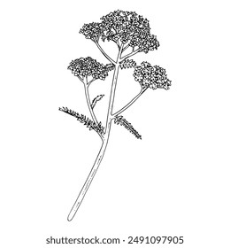 Ilustración de contorno de Vector de milenrama. Dibujado a mano Clipart de achillea millefolium flor. Dibujo de la hierba de Officinalis en el fondo transparente. Bosquejo de planta medicinal