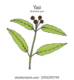 Yasi, or Fijian Sandalwood (Santalum yasi), medicinal plant. Hand drawn botanical vector illustration