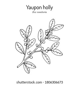 Yaupon holly (Ilex vomitoria) tree branch with green leaves and red berries. Hand drawn botanical vector illustration