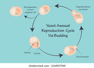 Yeast asexual reproduction cycle via budding