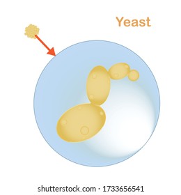 Yeast cell macro illustration. Stock vector illustration food ingredient, for biological education, for beer industry, for bread packaging design