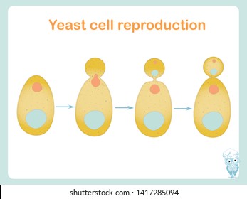 Yeast cell reproduction scheme. Stock vector illustration for biological education, for beer industry, for bread packing design