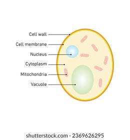 Yeast Cell Structure Concept Design. Vector Illustration.	
