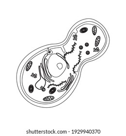 Yeast cell structure. Single-celled organism. Graphic legend. Vector illustration.