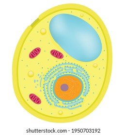 Yeast cells are members of the Fungus Kingdom