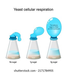 Yeast Cellular Respiration Lab. Bottle Balloon Experiment. Laboratory Flasks With Fungi And Sugar, And Without Sugar. Vector Illustration