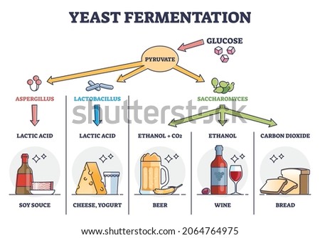 Yeast fermentation principle for drinks and food outline diagram. Labeled educational chemical process with glucose and pyruvate steps vector illustration. Added ingredients and final acid products. Stock photo © 