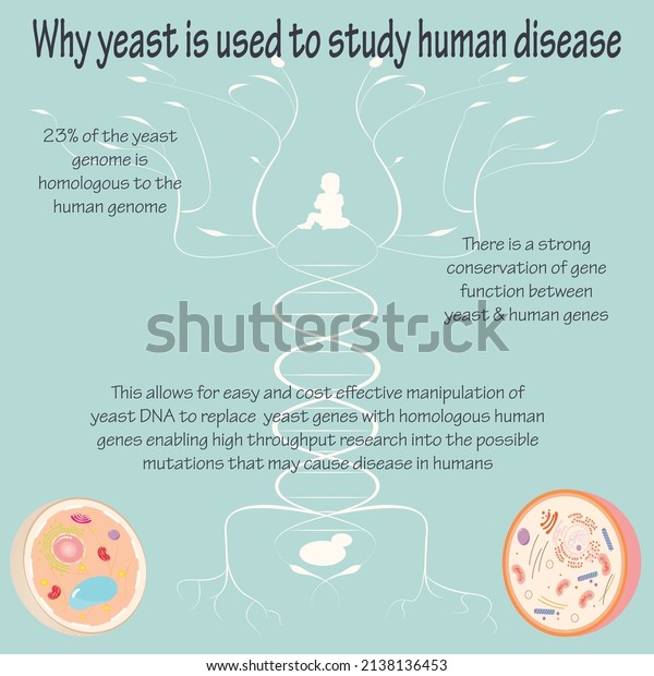 Yeast as a Model\
Organism