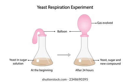 Yeast Respiration Experiment. Yeast feeds on the sugar, producing carbon dioxide, gas slowly fills the balloon. Vector illustration.