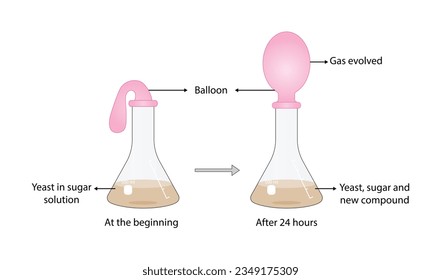 Yeast Respiration Experiment. Yeast feeds on the sugar, producing carbon dioxide, gas slowly fills the balloon. Vector illustration.