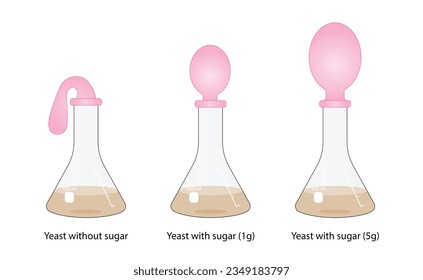 Yeast Respiration Experiment. Yeast feeds on the sugar, producing carbon dioxide, gas slowly fills the balloon. Vector illustration.