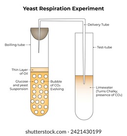 Hefe-Respiration Experiment Wissenschaft Design Vektorgrafik Diagramm