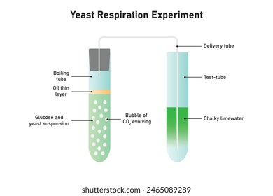 Yeast Respiration Experiment Scientific Design. Vector Illustration.