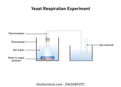 Yeast Respiration Experiment Scientific Design. Vector Illustration.