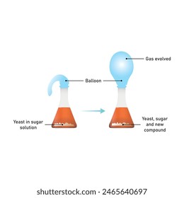 Yeast Respiration Experiment Scientific Design. Vector Illustration.