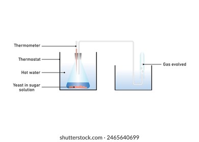 Yeast Respiration Experiment Scientific Design. Vector Illustration.
