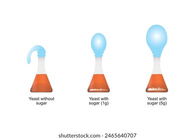 Yeast Respiration Experiment Scientific Design. Vector Illustration.