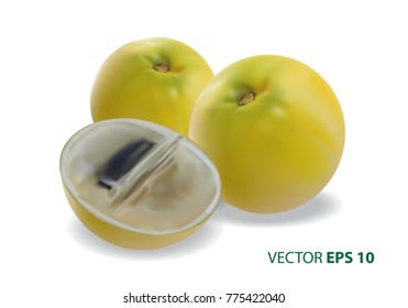Yellow Abiu fruit on white background vector illustration.