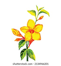Yellow Allamanda Trumpetvine. Watercolor illustration of tropical flower