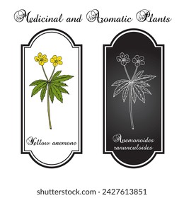 Yellow anemone or buttercup anemone (Anemonoides ranunculoides), ornamental and medicinal plant. Hand drawn botanical vector illustration