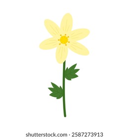 Yellow anemone hand drawn style vector illustration. Simple spring cute flower