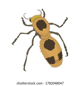 Illustration zum Design von Gelben Ameisen und Insekten