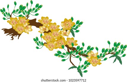 Yellow Apricot Flower, traditional lunar new year in Vietnam