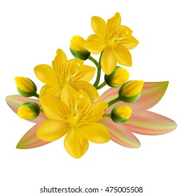 Yellow Apricot Flower, traditional lunar new year in Vietnam
